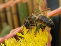 Abeille butinant (ph. Mrugala F., Lyon)(5)